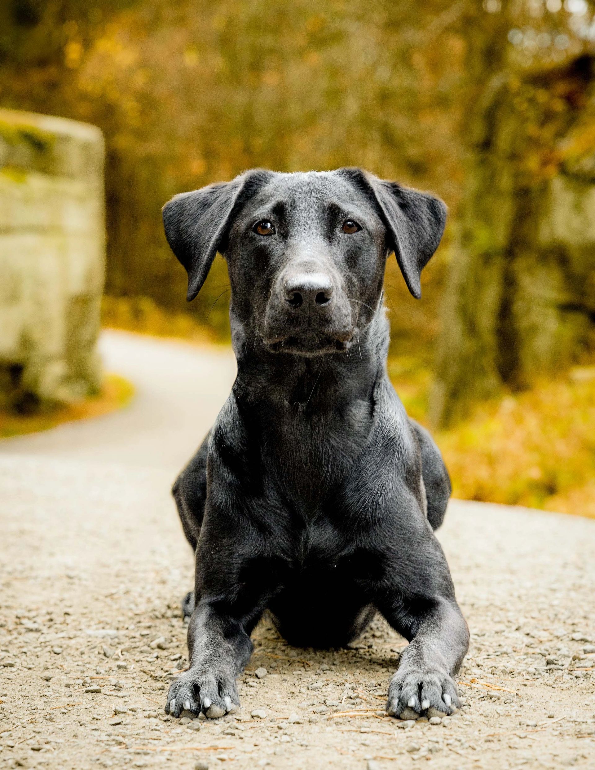 Outdoor pet portrait in Rockland County NY